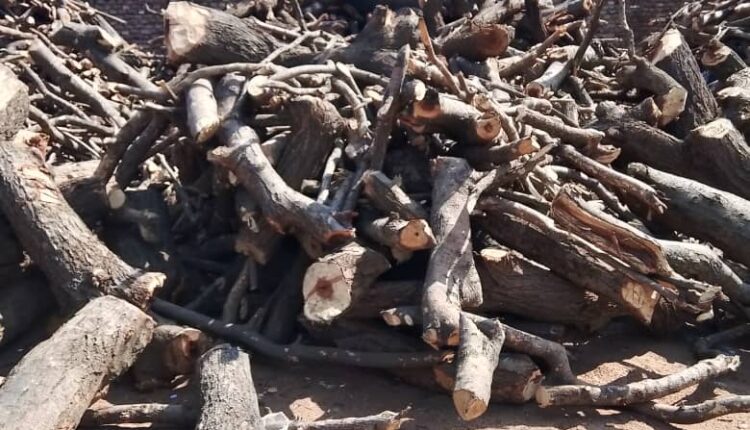القطع الجائر بالجزيرة